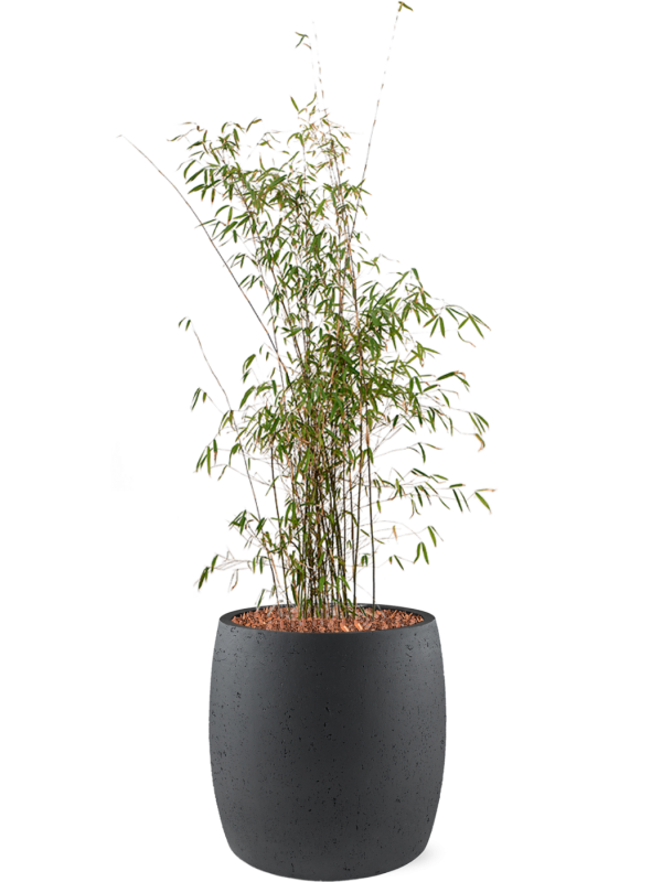 Fargesia jiuzhaigou in Grigio Office Plant With Pot 138cm Height 35cm Dia
