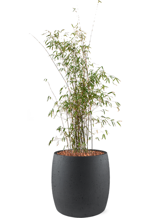 Fargesia jiuzhaigou in Grigio Office Plant With Pot 138cm Height 35cm Dia