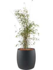 Fargesia jiuzhaigou in Grigio Office Plant With Pot 138cm Height 35cm Dia