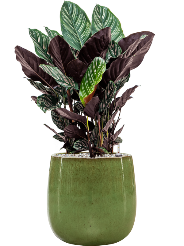 Calathea sanderiana in Balloon Office Plant With Pot 82cm Height 24cm Dia