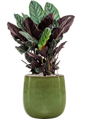 Calathea sanderiana in Balloon Office Plant With Pot 82cm Height 24cm Dia