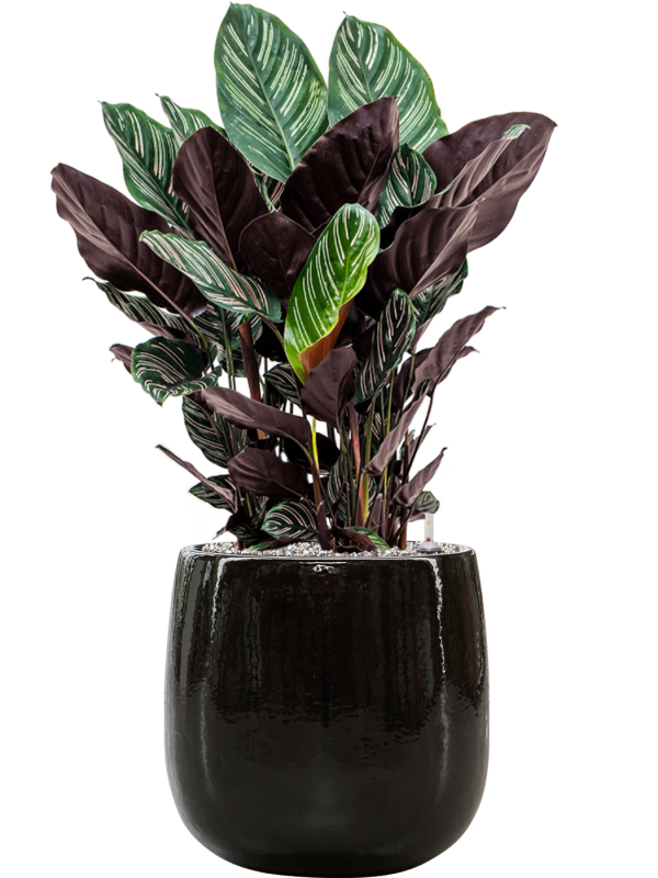 Calathea sanderiana in Balloon Office Plant With Pot 82cm Height 24cm Dia