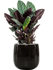 Calathea sanderiana in Balloon Office Plant With Pot 82cm Height 24cm Dia
