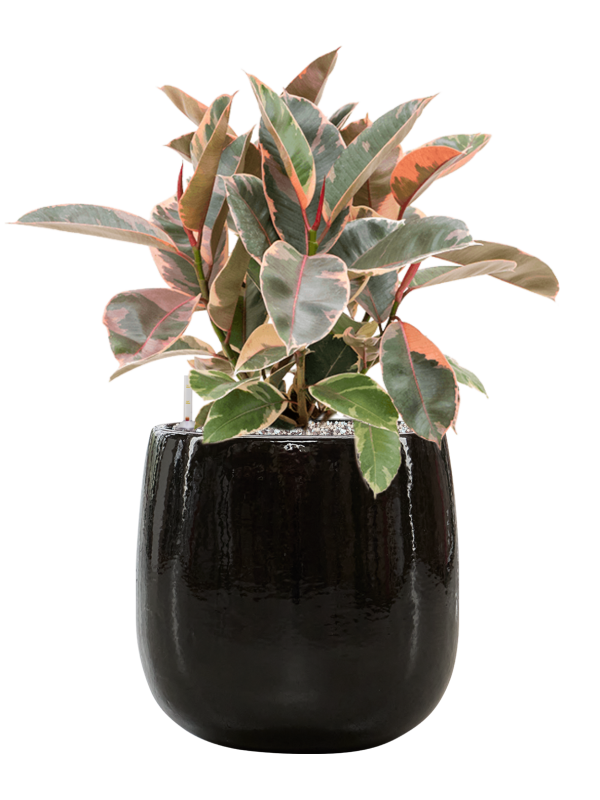 Ficus elastica 'Belize' in Balloon Office Plant With Pot 65cm Height 24cm Dia