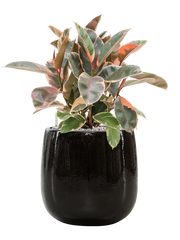 Ficus elastica 'Belize' in Balloon Office Plant With Pot 65cm Height 24cm Dia