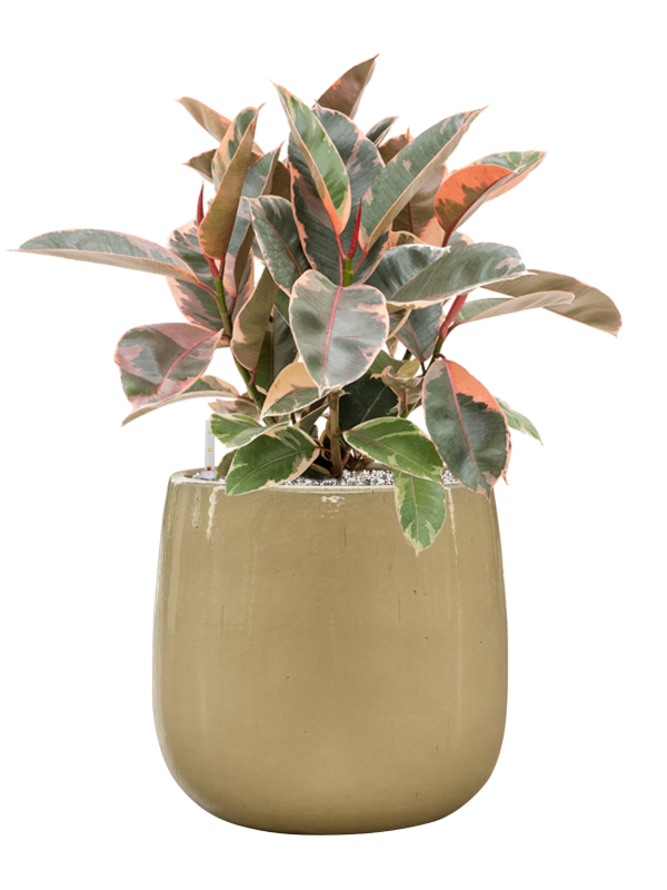 Ficus elastica 'Belize' in Balloon Office Plant With Pot 65cm Height 24cm Dia