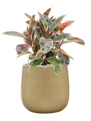 Ficus elastica 'Belize' in Balloon Office Plant With Pot 65cm Height 24cm Dia