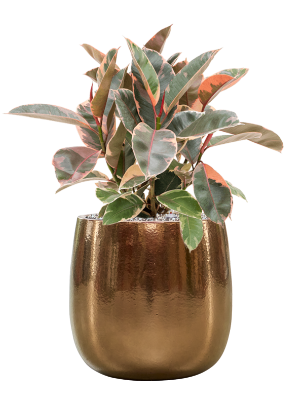 Ficus elastica 'Belize' in Balloon Office Plant With Pot 65cm Height 24cm Dia