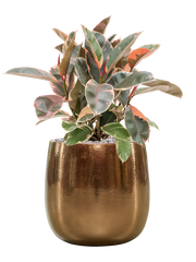 Ficus elastica 'Belize' in Balloon Office Plant With Pot 65cm Height 24cm Dia