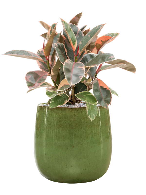 Ficus elastica 'Belize' in Balloon Office Plant With Pot 65cm Height 24cm Dia