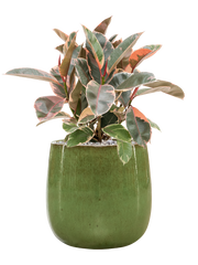 Ficus elastica 'Belize' in Balloon Office Plant With Pot 65cm Height 24cm Dia