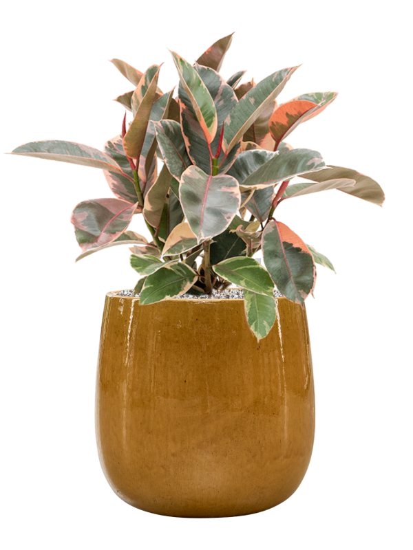 Ficus elastica 'Belize' in Balloon Office Plant With Pot 65cm Height 24cm Dia