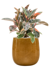 Ficus elastica 'Belize' in Balloon Office Plant With Pot 65cm Height 24cm Dia