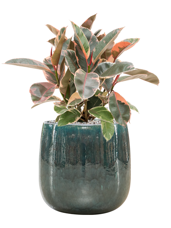 Ficus elastica 'Belize' in Balloon Office Plant With Pot 65cm Height 24cm Dia