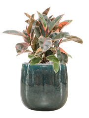 Ficus elastica 'Belize' in Balloon Office Plant With Pot 65cm Height 24cm Dia