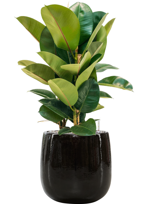 Ficus elastica 'Robusta' in Balloon Office Plant With Pot 85cm Height 24cm Dia