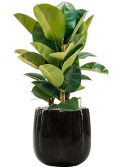 Ficus elastica 'Robusta' in Balloon Office Plant With Pot 85cm Height 24cm Dia
