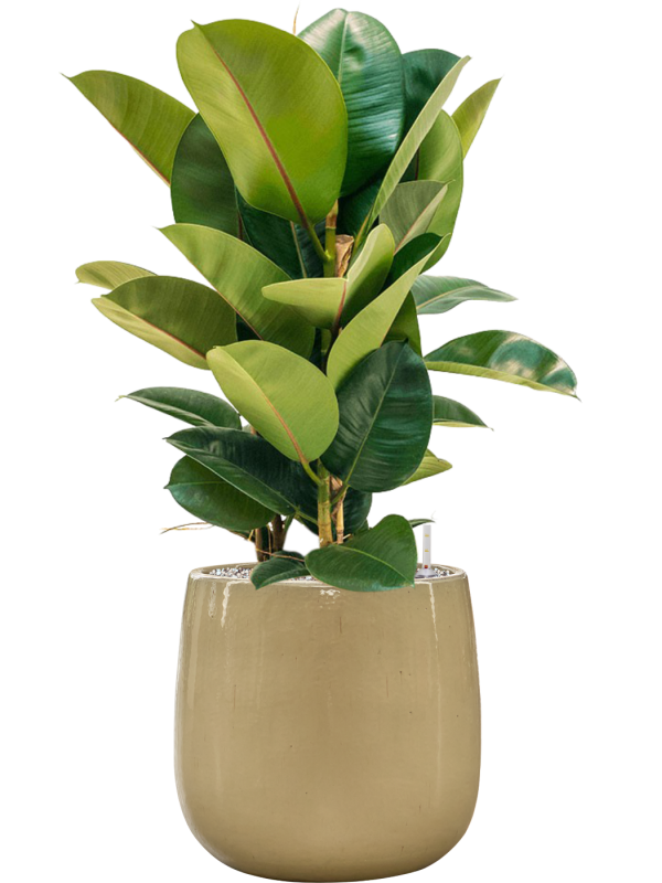 Ficus elastica 'Robusta' in Balloon Office Plant With Pot 85cm Height 24cm Dia