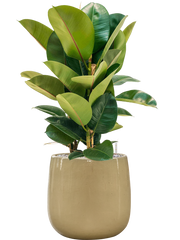 Ficus elastica 'Robusta' in Balloon Office Plant With Pot 85cm Height 24cm Dia