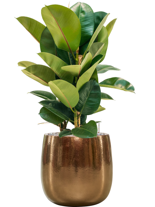 Ficus elastica 'Robusta' in Balloon Office Plant With Pot 85cm Height 24cm Dia