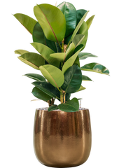 Ficus elastica 'Robusta' in Balloon Office Plant With Pot 85cm Height 24cm Dia