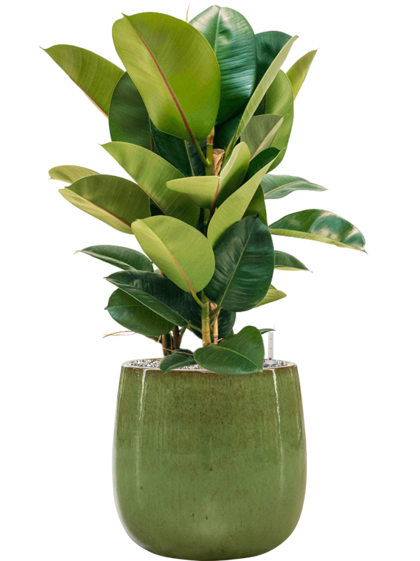 Ficus elastica 'Robusta' in Balloon Office Plant With Pot 85cm Height 24cm Dia