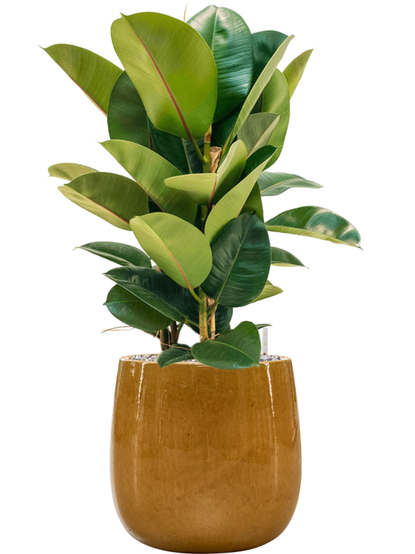 Ficus elastica 'Robusta' in Balloon Office Plant With Pot 85cm Height 24cm Dia