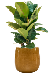 Ficus elastica 'Robusta' in Balloon Office Plant With Pot 85cm Height 24cm Dia