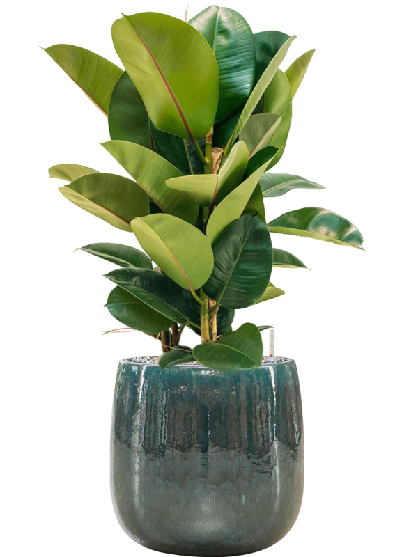 Ficus elastica 'Robusta' in Balloon Office Plant With Pot 85cm Height 24cm Dia