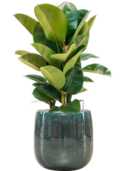 Ficus elastica 'Robusta' in Balloon Office Plant With Pot 85cm Height 24cm Dia