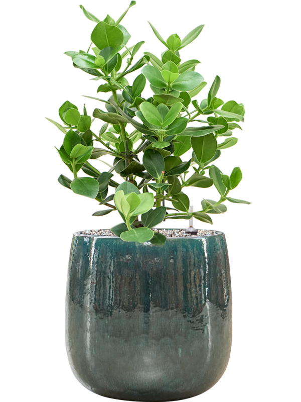 Clusia rosea 'Princess' in Balloon Office Plant With Pot 72cm Height 24cm Dia