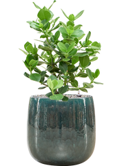 Clusia rosea 'Princess' in Balloon Office Plant With Pot 72cm Height 24cm Dia