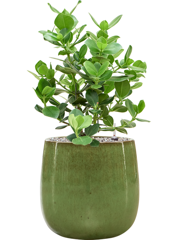 Clusia rosea 'Princess' in Balloon Office Plant With Pot 71cm Height 24cm Dia