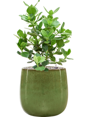 Clusia rosea 'Princess' in Balloon Office Plant With Pot 71cm Height 24cm Dia