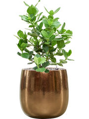 Clusia rosea 'Princess' in Balloon Office Plant With Pot 71cm Height 24cm Dia