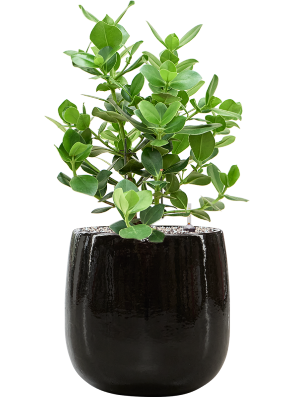 Clusia rosea 'Princess' in Balloon Office Plant With Pot 72cm Height 24cm Dia