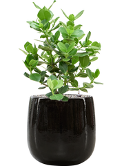 Clusia rosea 'Princess' in Balloon Office Plant With Pot 72cm Height 24cm Dia