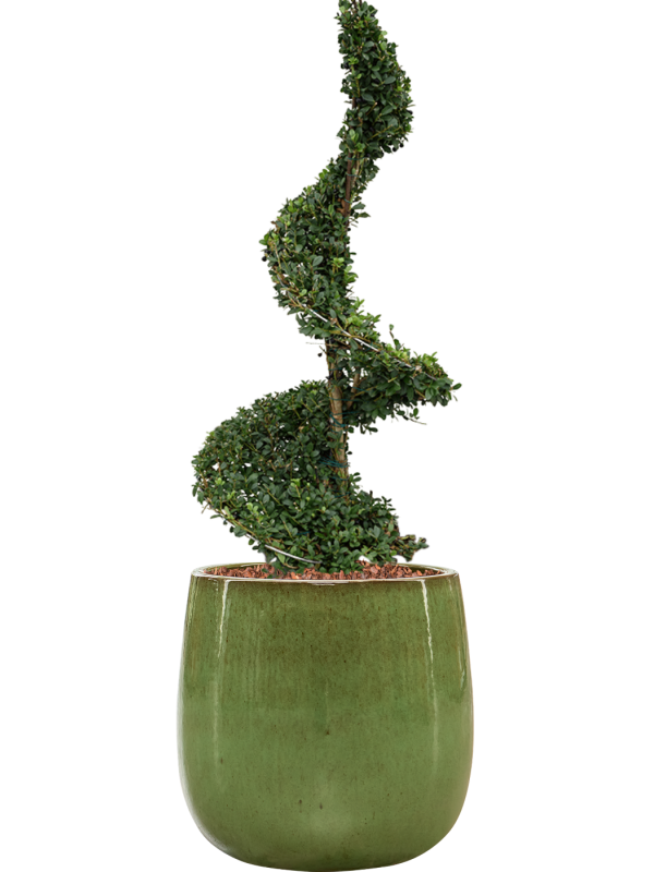 Ilex crenata 'Dark Green' in Balloon Office Plant With Pot 120cm Height 34.5cm Dia