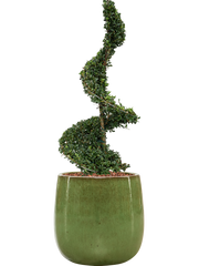 Ilex crenata 'Dark Green' in Balloon Office Plant With Pot 120cm Height 34.5cm Dia