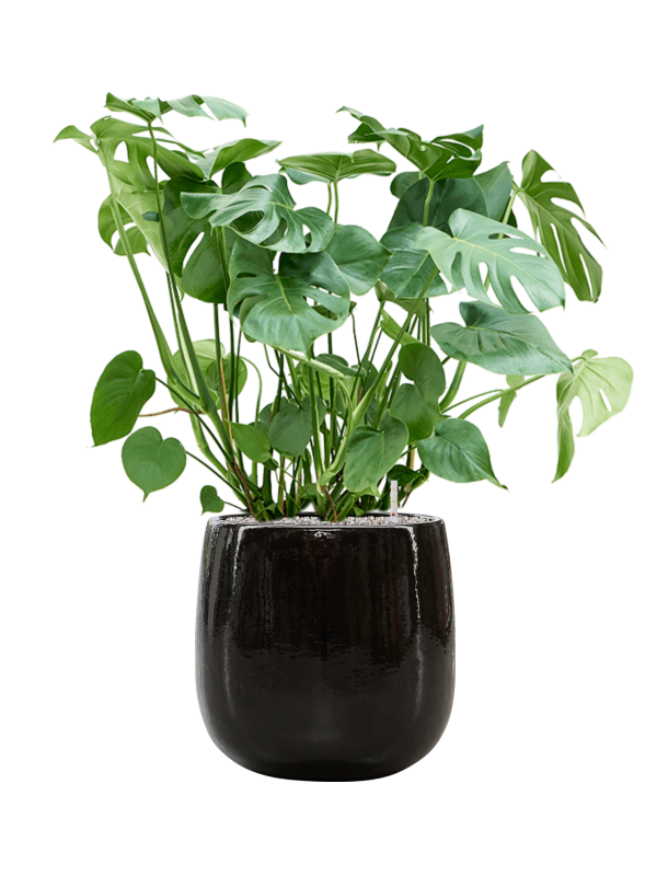 Monstera deliciosa in Balloon Office Plant With Pot 110cm Height 34.5cm Dia