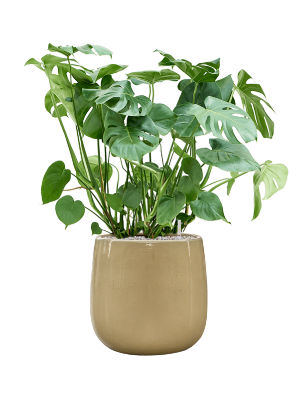 Monstera deliciosa in Balloon Office Plant With Pot 109cm Height 34.5cm Dia