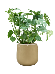 Monstera deliciosa in Balloon Office Plant With Pot 109cm Height 34.5cm Dia