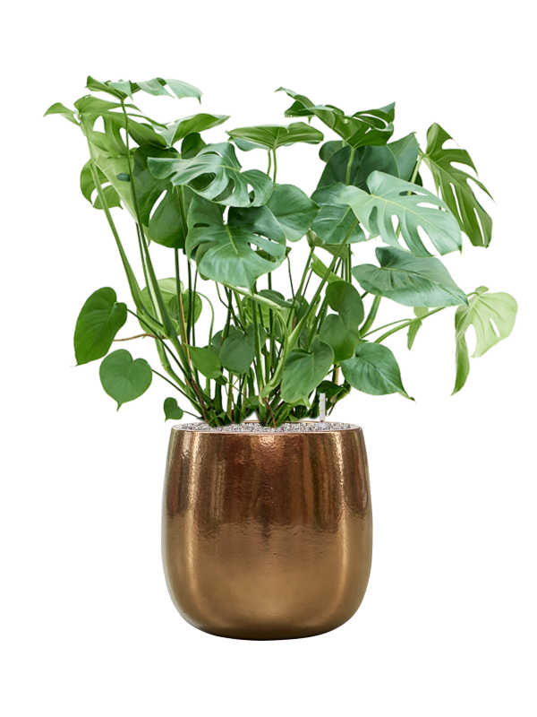 Monstera deliciosa in Balloon Office Plant With Pot 110cm Height 34.5cm Dia