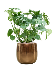 Monstera deliciosa in Balloon Office Plant With Pot 110cm Height 34.5cm Dia