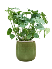 Monstera deliciosa in Balloon Office Plant With Pot 110cm Height 34.5cm Dia