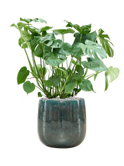 Monstera deliciosa in Balloon Office Plant With Pot 110cm Height 34.5cm Dia