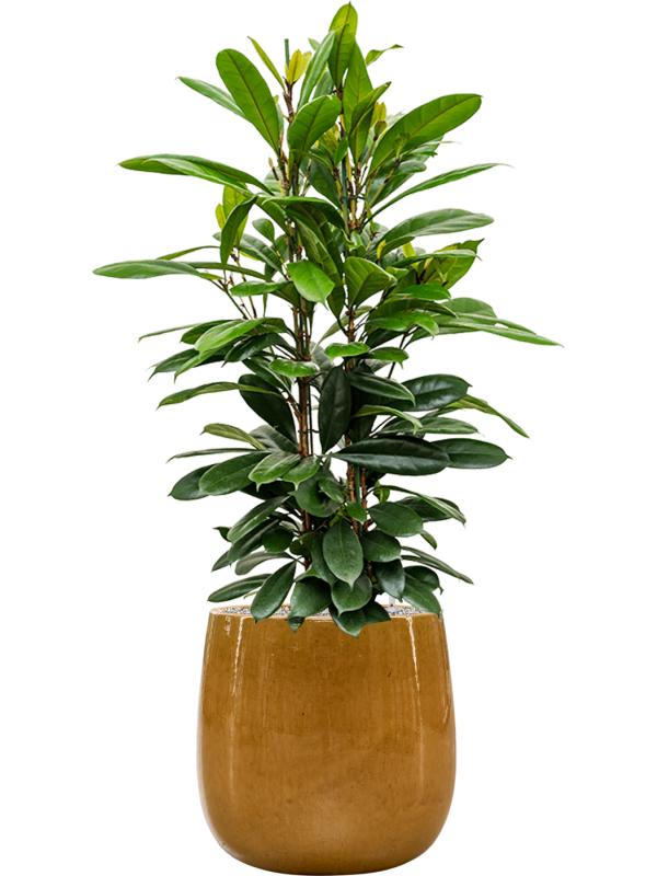 Ficus cyathistipula in Balloon Office Plant With Pot 138cm Height 34.5cm Dia