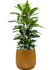 Ficus cyathistipula in Balloon Office Plant With Pot 138cm Height 34.5cm Dia