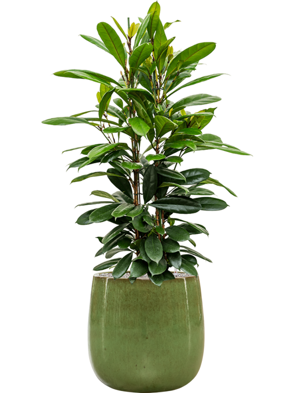 Ficus cyathistipula in Balloon Office Plant With Pot 138cm Height 34.5cm Dia