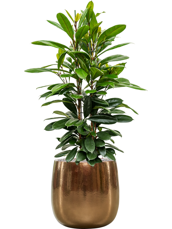 Ficus cyathistipula in Balloon Office Plant With Pot 138cm Height 34.5cm Dia